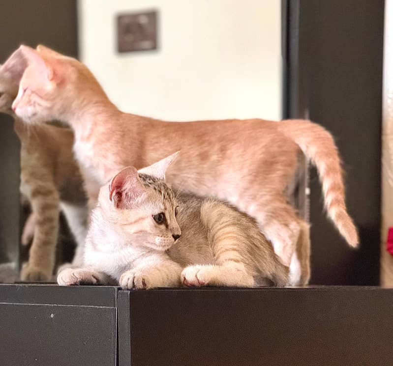 Kitten 0