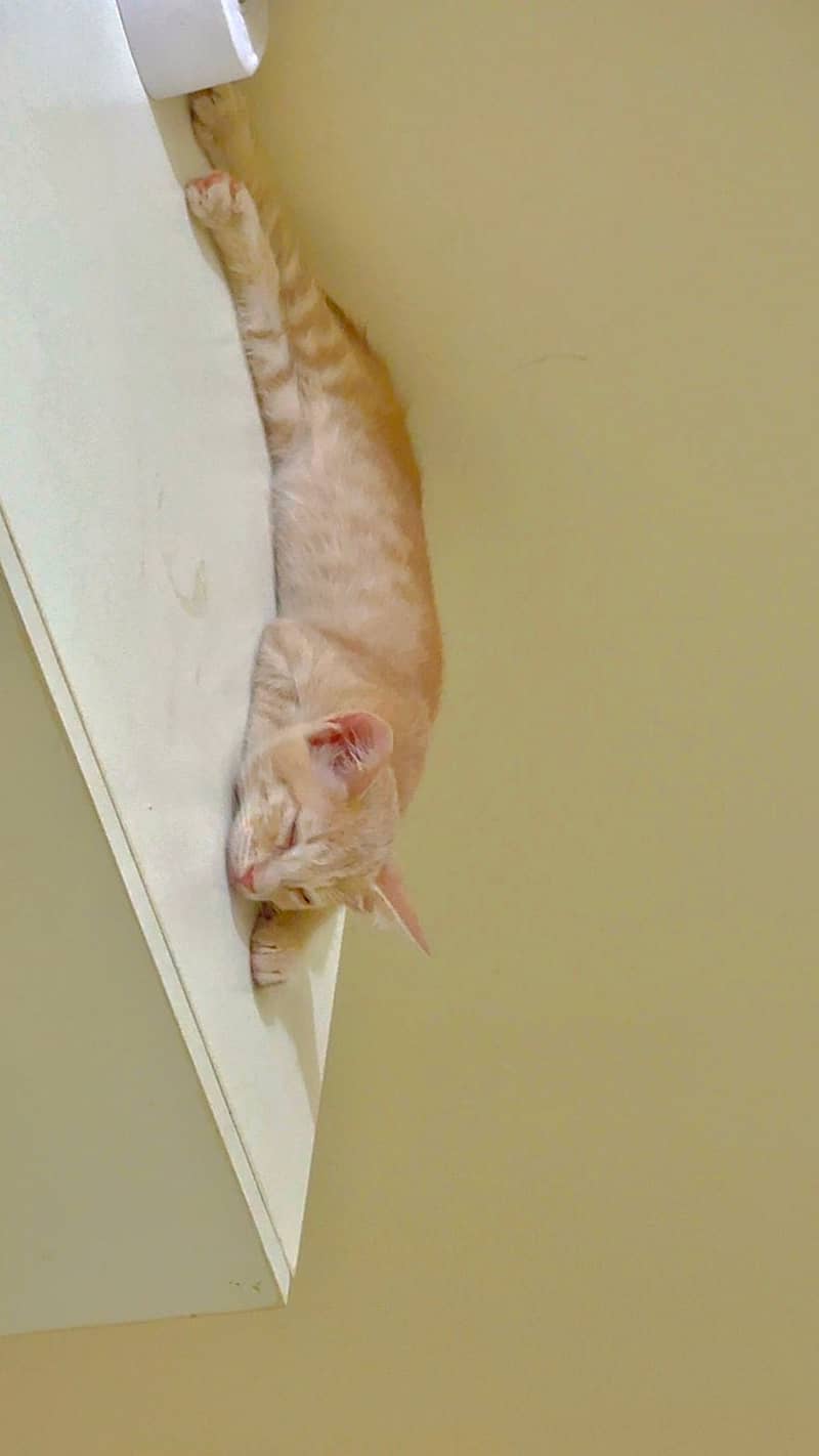 Kitten 1