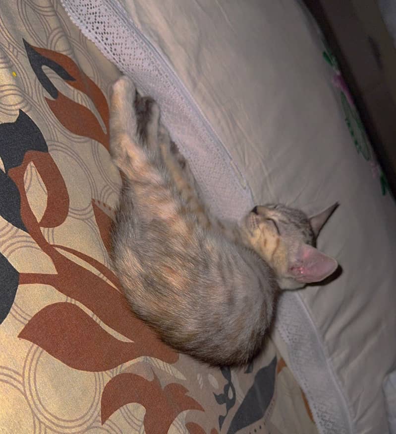 Kitten 2