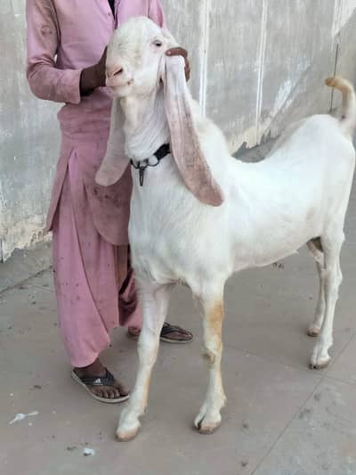 2 Dant NAR GULABI MUNDA
