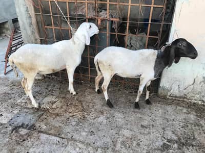 2 Sheep for sale