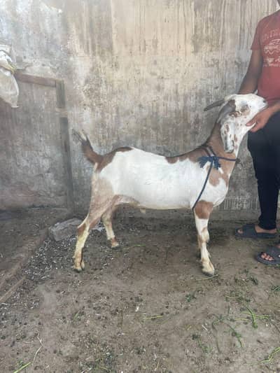 Aik teda heavy weight 1 desi grey