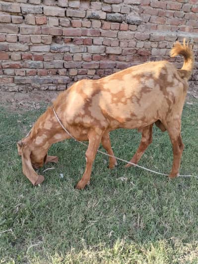 qurbani ka Bakra do dant andu
