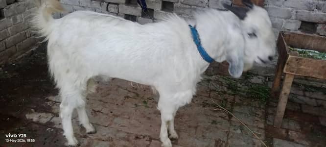 For sale Qurbani 2k26