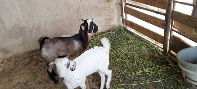 male tapray available