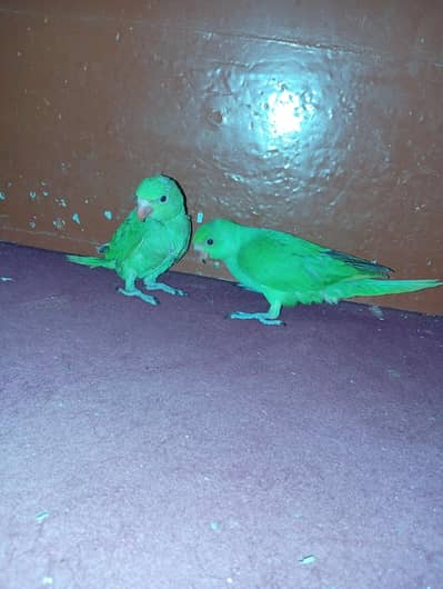 Male female  Ringneck chicks
