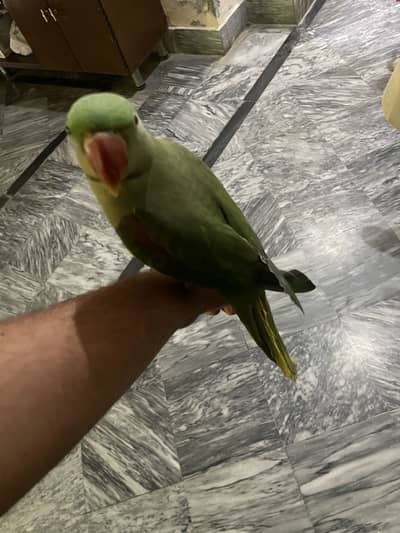 Raw parrot for sale