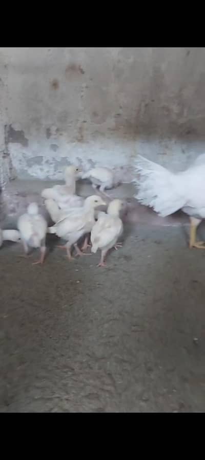 Heera asel chick's 1 pic