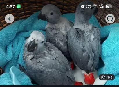 African grey parrot chicks for sale 0371/4174/379