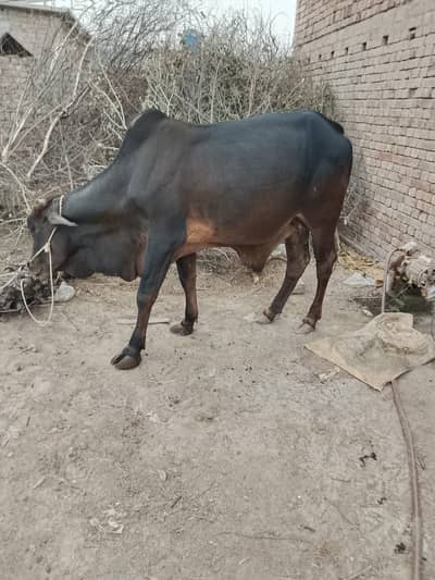 Bull for sale in multan