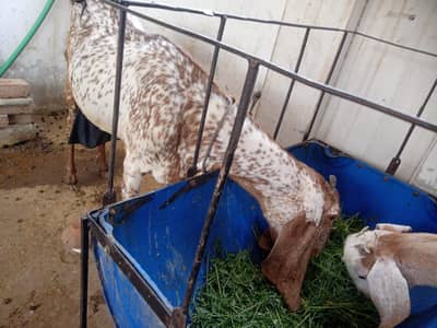 makhi chini pure goat for sale