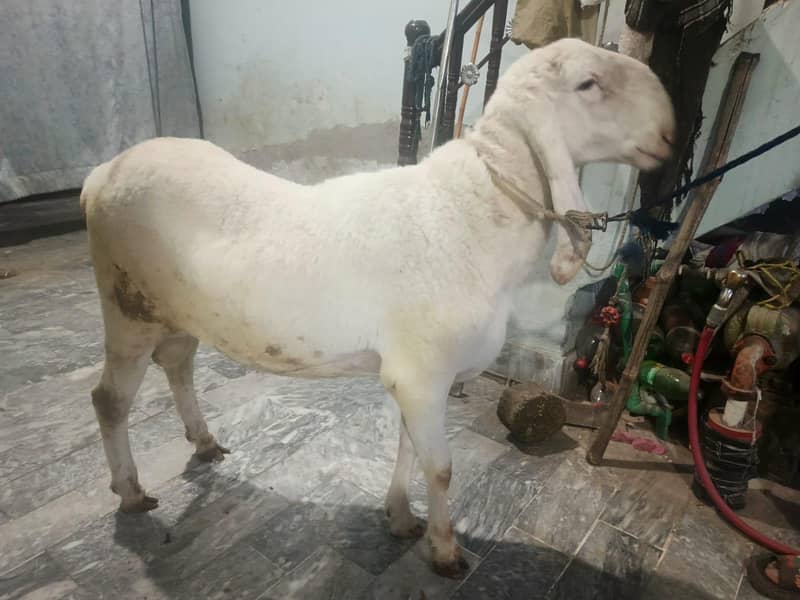 Chatra 1