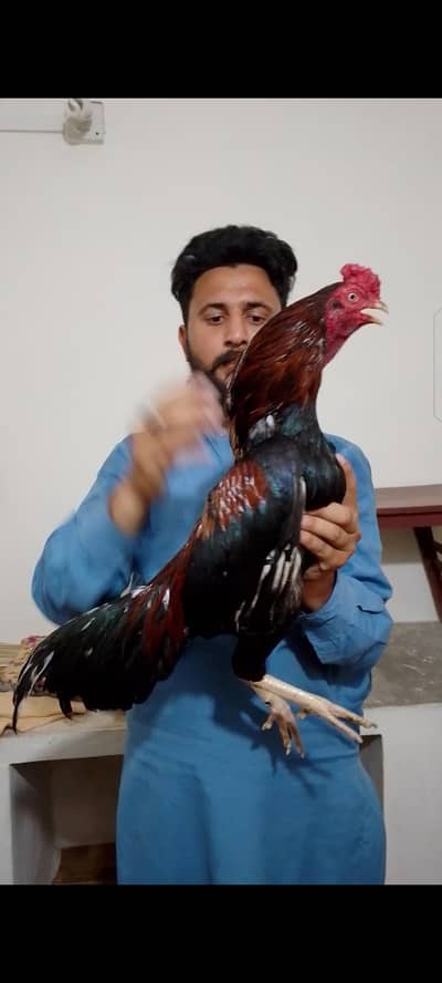 Mashallah High Quality Murga