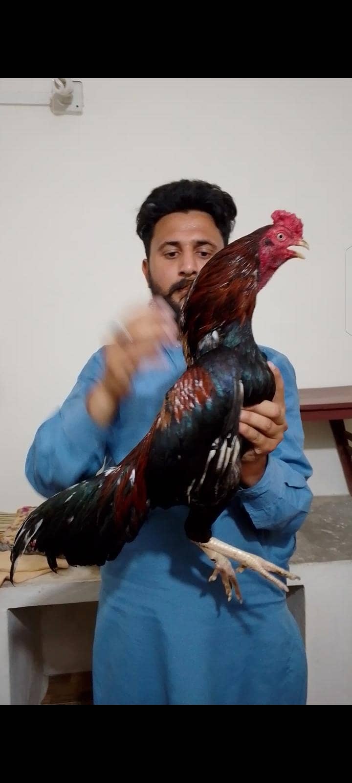 Mashallah High Quality Murga 0