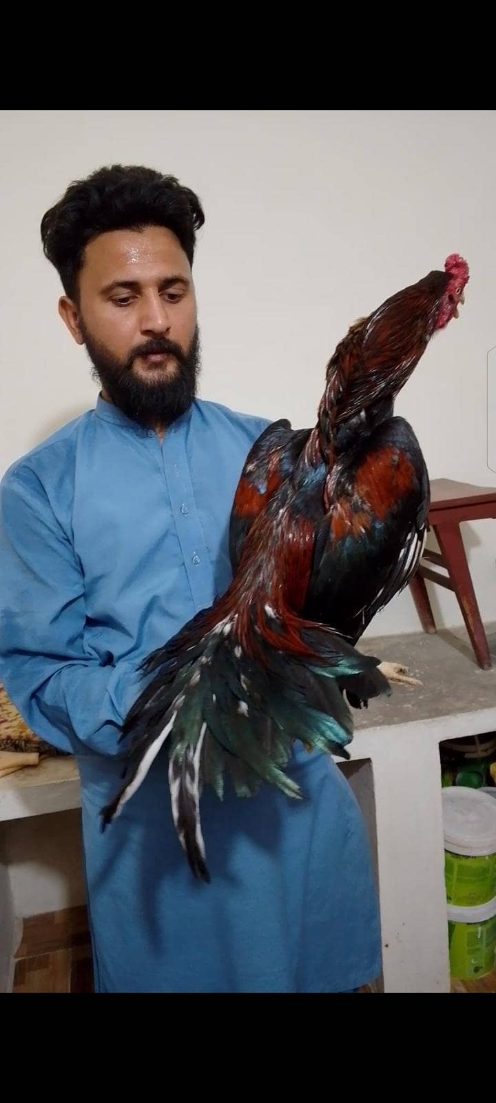 Mashallah High Quality Murga 1