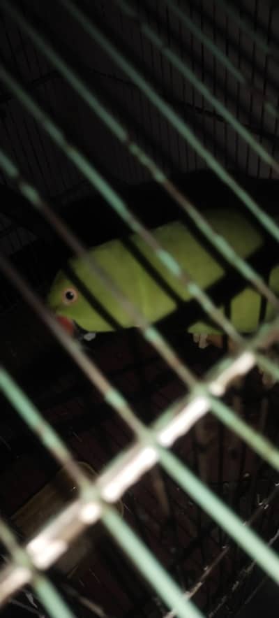 pata ni