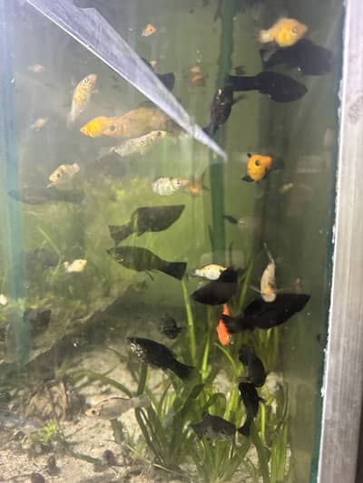 Aquarium fish guppies mollies platty gold fish sharks stock available