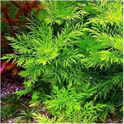 Aquarium fish guppies mollies platty gold fish sharks stock available