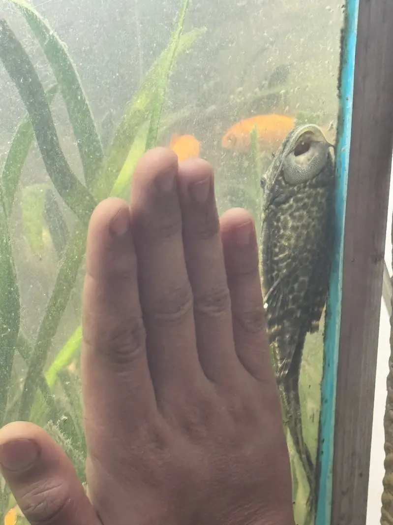 Aquarium fish guppies mollies platty gold fish sharks stock available — photo 2