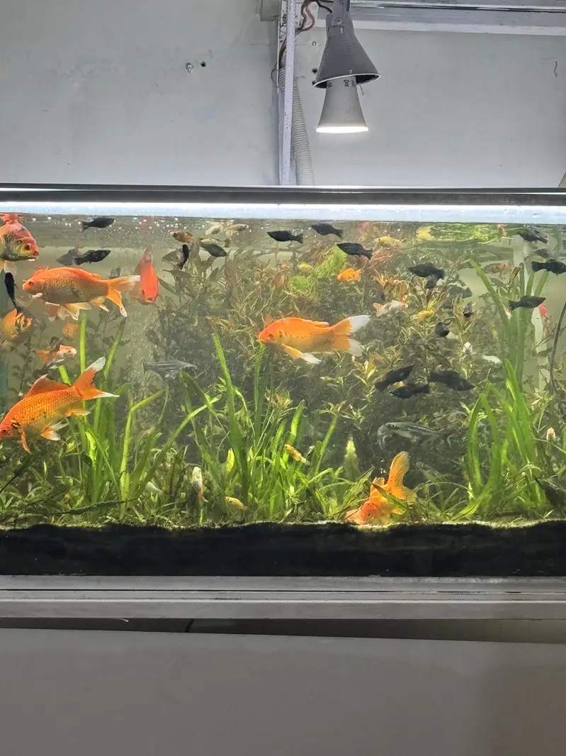 Aquarium fish guppies mollies platty gold fish sharks stock available — photo 5