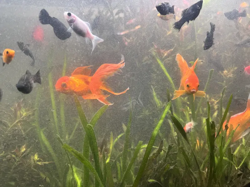 Aquarium fish guppies mollies platty gold fish sharks stock available — photo 6