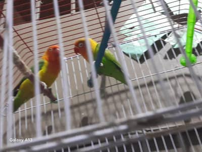 lovebirds