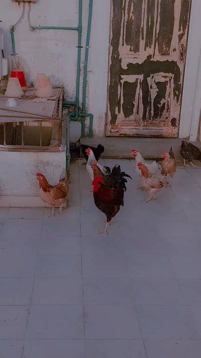 fresh lying hens