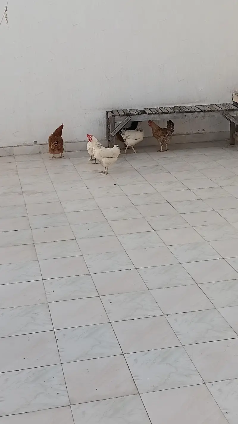 fresh lying hens — photo 2