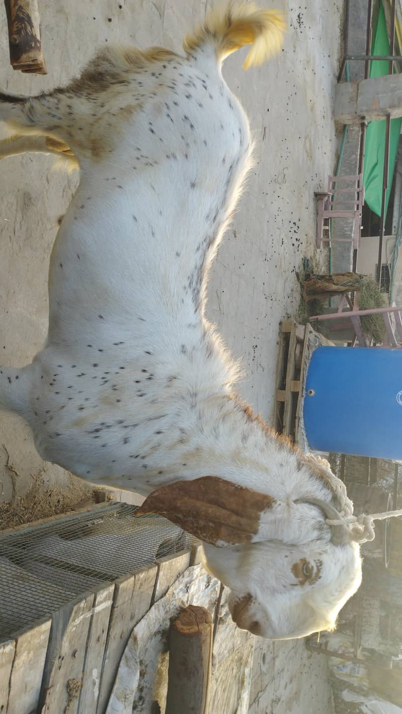 بکرا فور سیل 1
