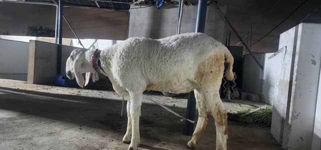 qurbani ke lia dumbi for sale