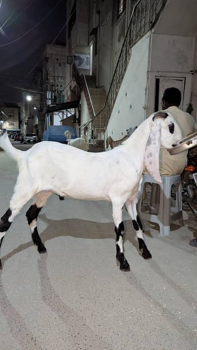 KHASSI BAKRA 2 DANT