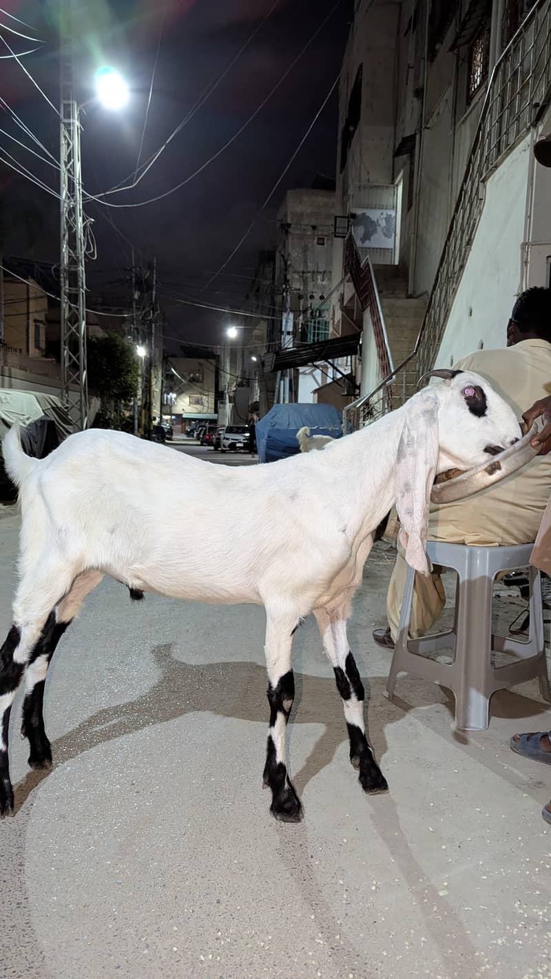 KHASSI BAKRA 2 DANT 2