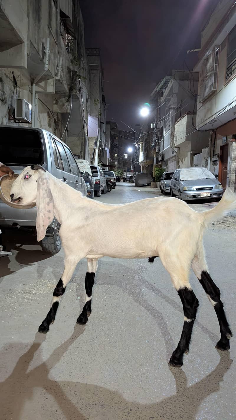 KHASSI BAKRA 2 DANT 3
