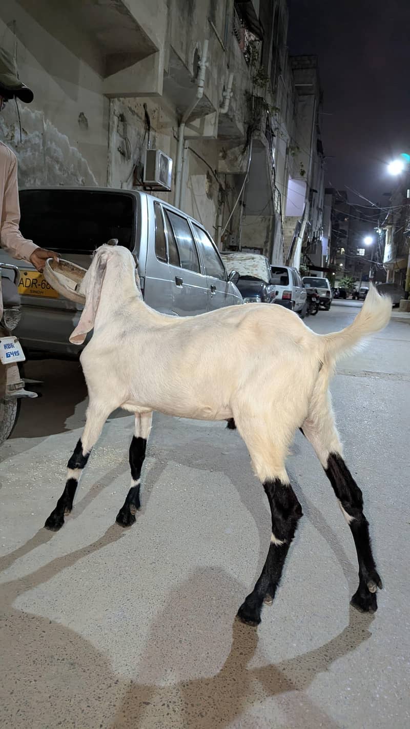 KHASSI BAKRA 2 DANT 4