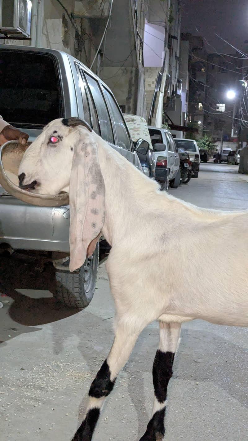 KHASSI BAKRA 2 DANT 5