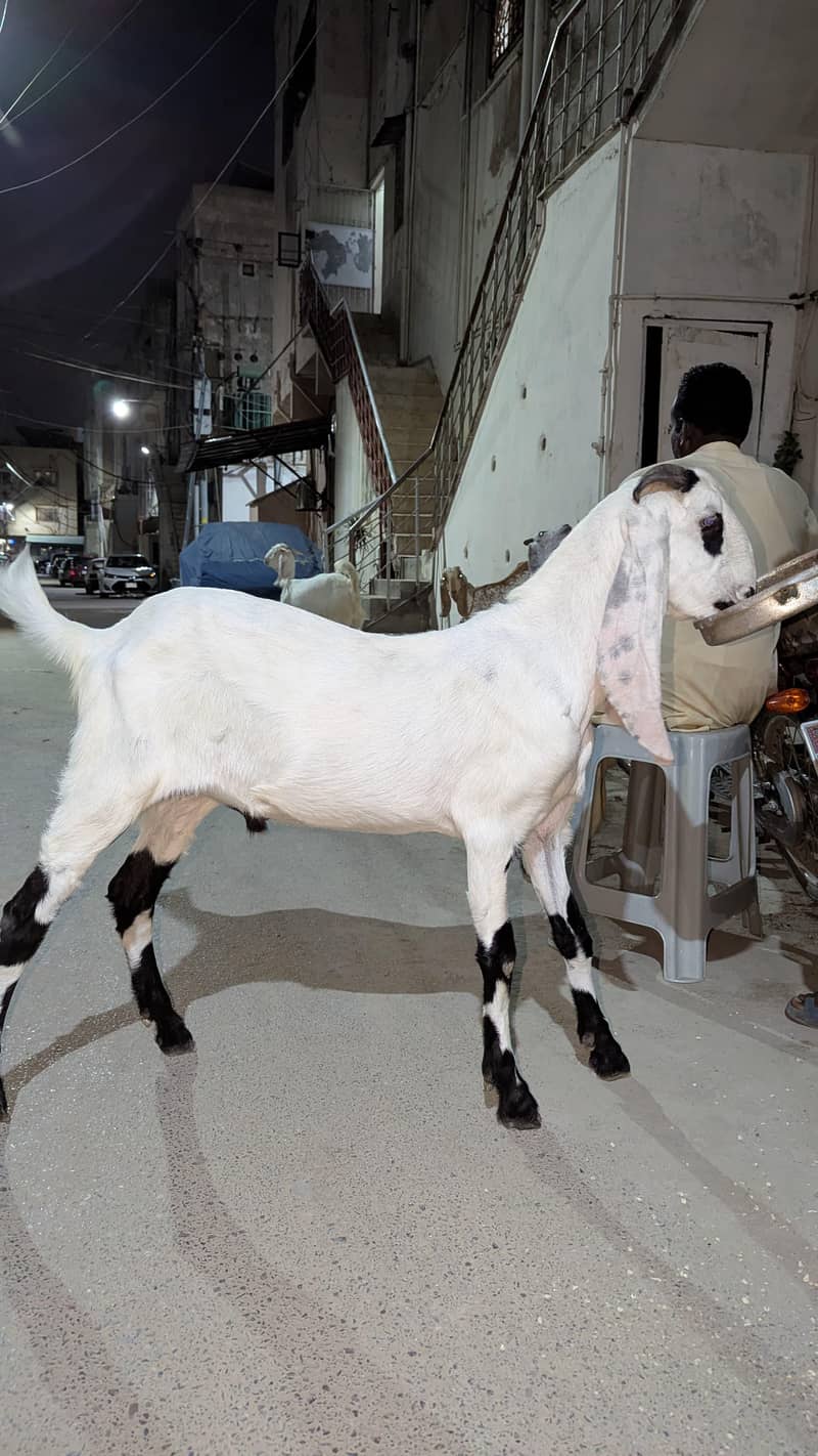 KHASSI BAKRA 2 DANT 7