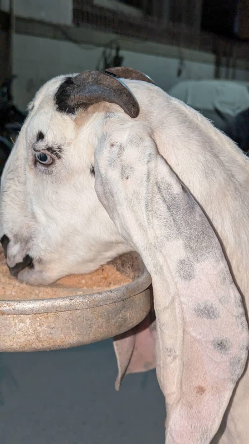 KHASSI BAKRA 2 DANT 8