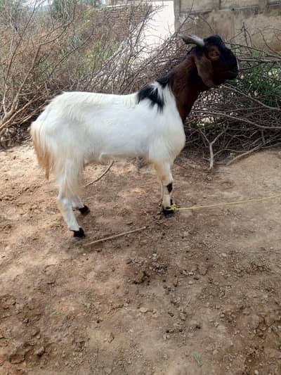 Qurbani k liy bakre for sale call. . . whatsapp no. . 03239235491
