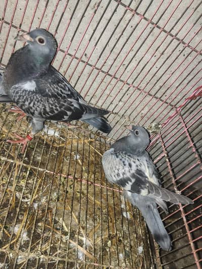 Pigeon| Blue Pigeon| Flying Pigeon| Black jecket | Blue Jecker |