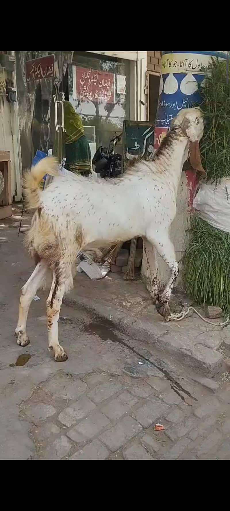 بکرا فور سیل 0