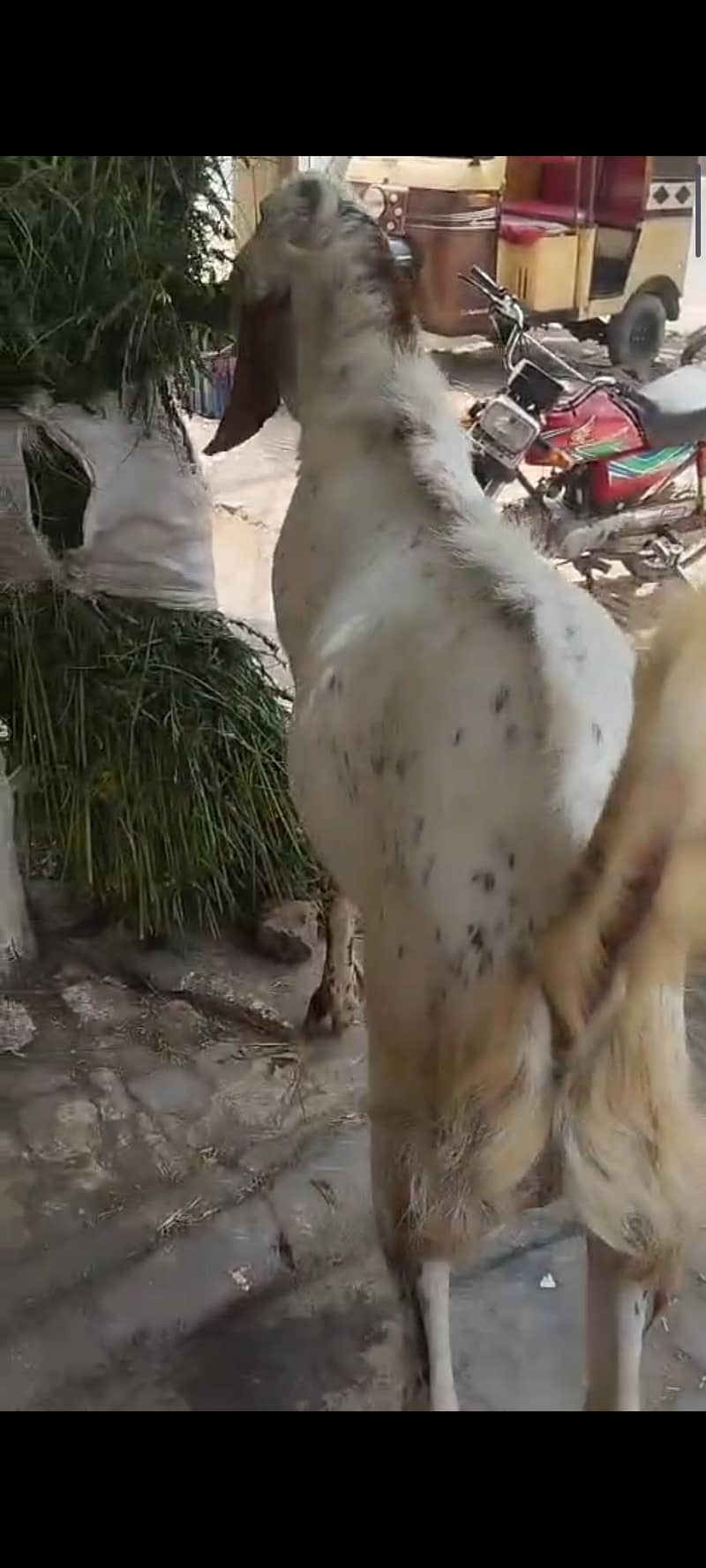 بکرا فور سیل 2