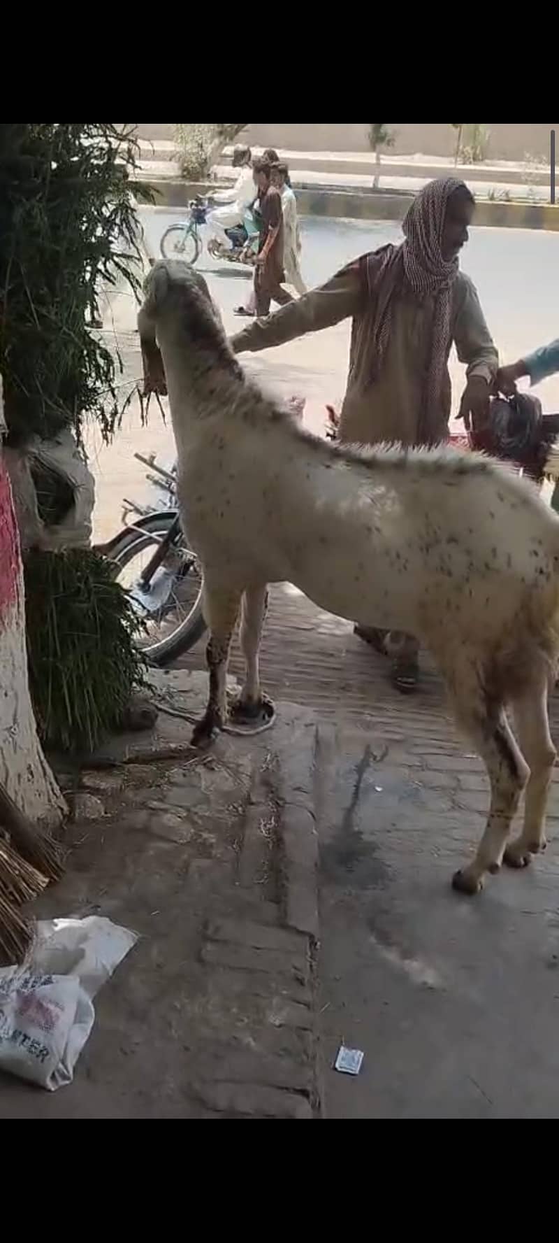بکرا فور سیل 4