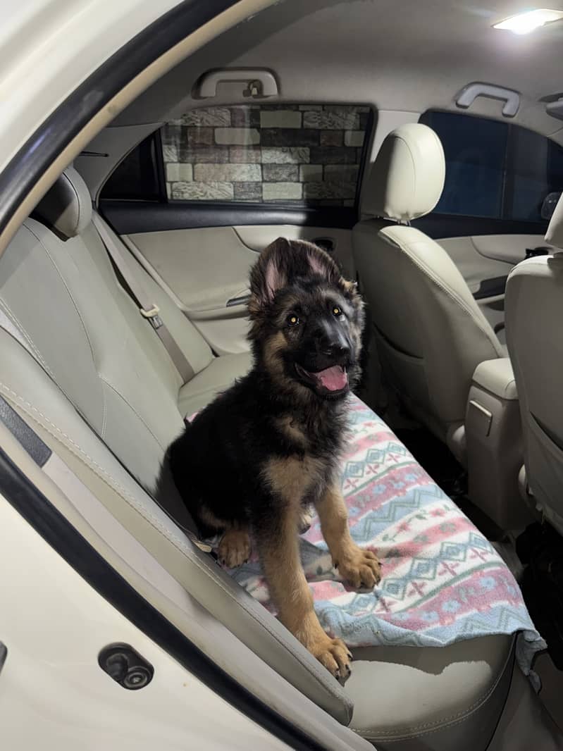 German shepherd 0