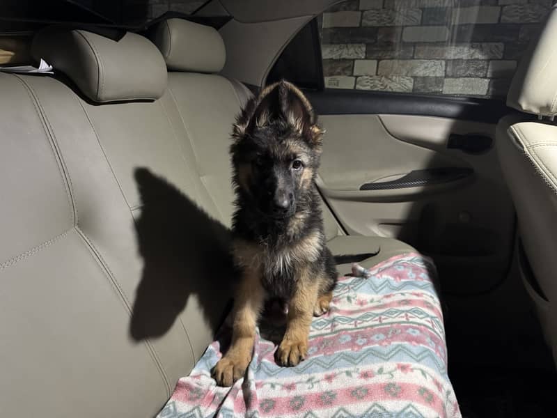 German shepherd 1
