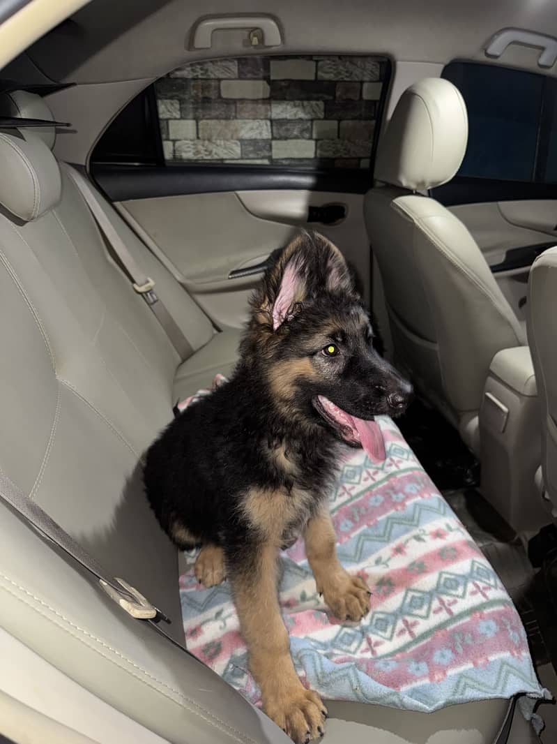 German shepherd 3