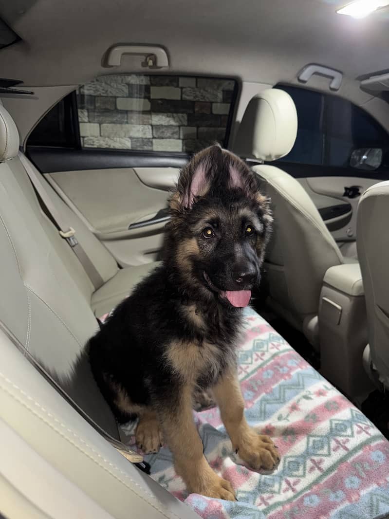 German shepherd 5