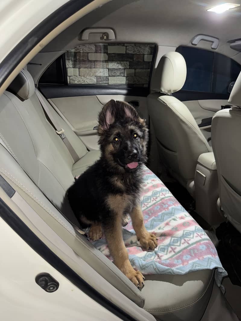 German shepherd 6