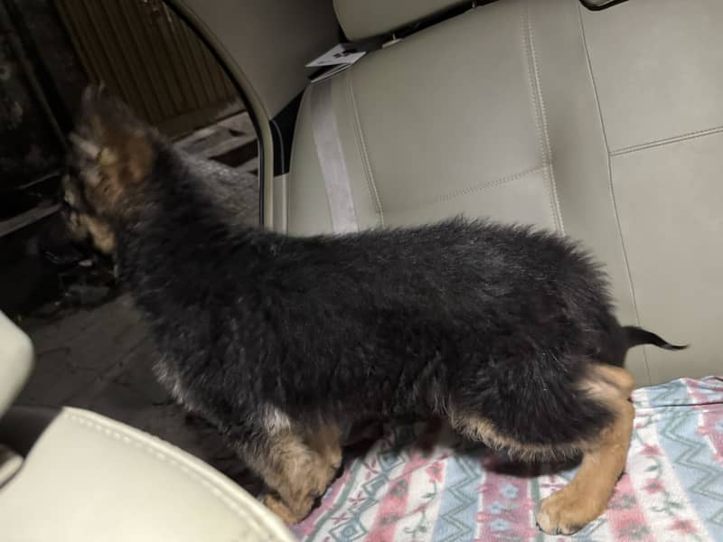 German shepherd 7