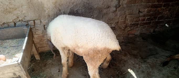 Sheep Chatra For Sale  Gar Ka Pala Huwa ha