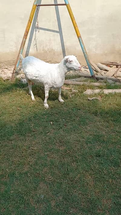 Pointed Tedda Breeder Male Female and Kid for Sell